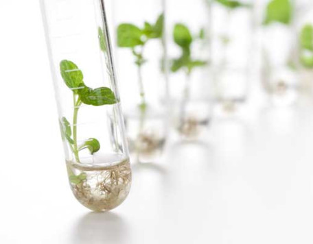 Tech 12 Test Tube Plants 1