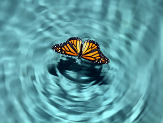 Aug20 2019 tovfla Getty Images Butterfly Effect 1 1139x800