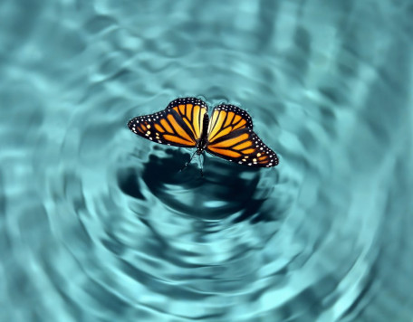 Aug20 2019 tovfla Getty Images Butterfly Effect 1 1139x800