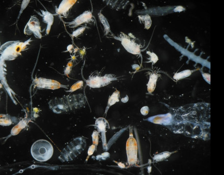 zooplankton di capua