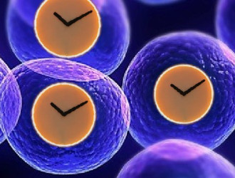 Cells Clocks