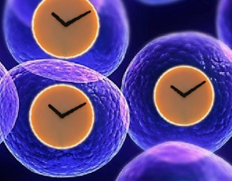 Cells Clocks