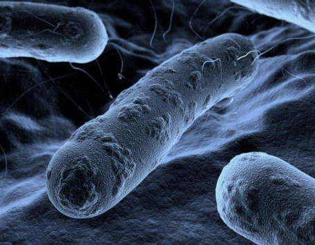 Body 02 Bacteria