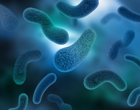 Body 32 Bacteria