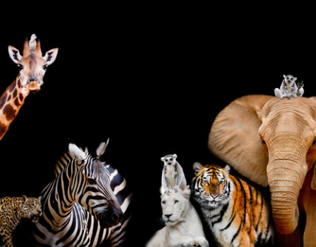 Earth 21 Animals