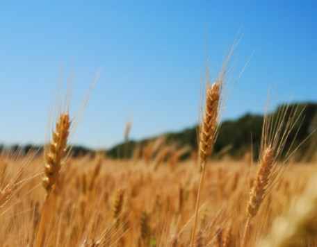 Earth 37 Wheat Field
